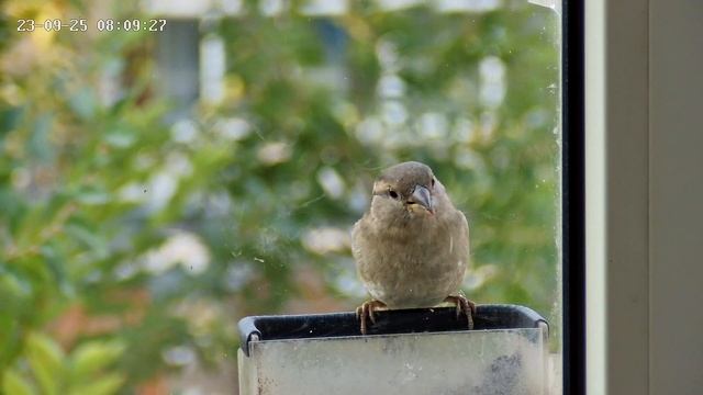 Воробьи в кормушке #birdcam #воробей #sparrow #кормушка смотреть онлайн
