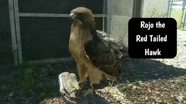 Outrageous Owls and Owl Pellets with Pika смотреть онлайн