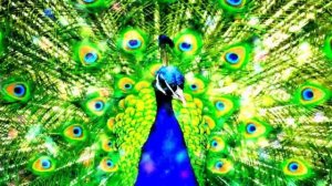 Музыкальный-клип. Выбери меня Птица Счастья. Витас - Птица Счастья