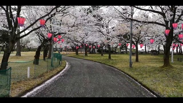 Сакура,Япония 2019 смотреть онлайн