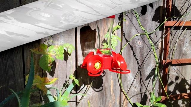 Saturday Hummingbird Feeder Action смотреть онлайн