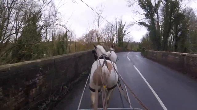 First Time in Tandem with a Pair of Gypsy Cobs: Rooster & Reuben смотреть онлайн