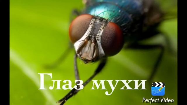 Топ 5 вещей увеличенных под микроскопом смотреть онлайн