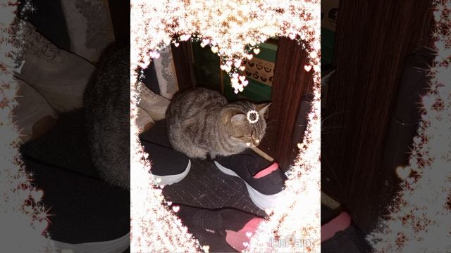кошка баст смотреть онлайн