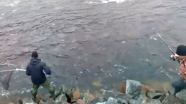 Семга (Salmon). Рыбалка. Кольский полуостров 10 смотреть онлайн