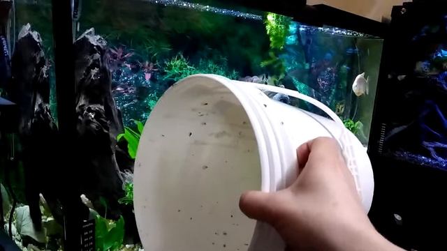 Martin's Cichlid fish Tank Update 265 - how i move my larger fish смотреть онлайн