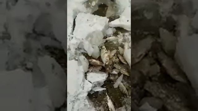Рыбалка в Казахстане смотреть онлайн