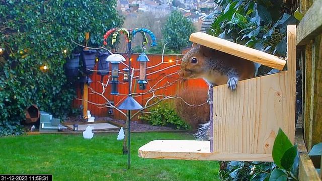 Эта белка научилась кушать с этой кормушки но по- другому#Garden in Sheffield смотреть онлайн