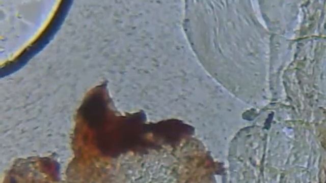 Okular X10 Kamera Vga 640x480 Rozgnieciony