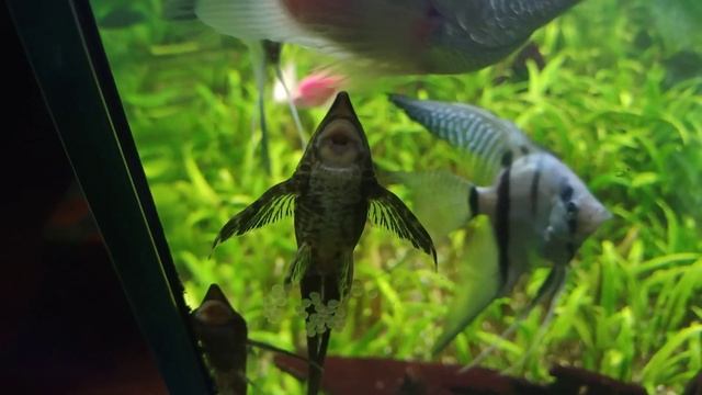 Стурисома панамская мечет икру смотреть онлайн