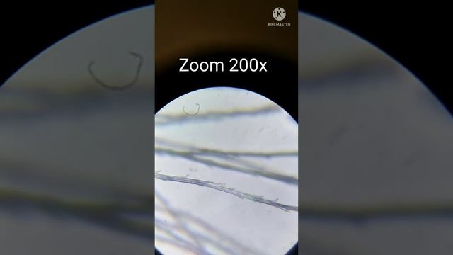 одуванчик под микроскопом. Dandelion. microscope. смотреть онлайн