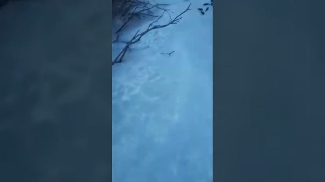 Ротан смотреть онлайн