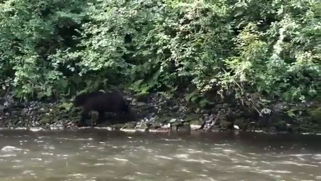 Камчатка. Медведь. Рыбалка на Камчатке смотреть онлайн