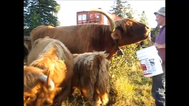 Do you like apples? смотреть онлайн