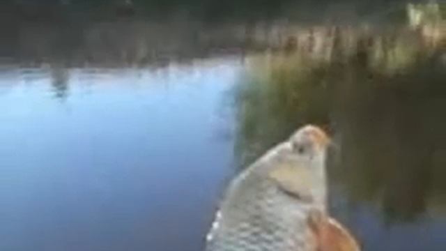 bowfishing смотреть онлайн