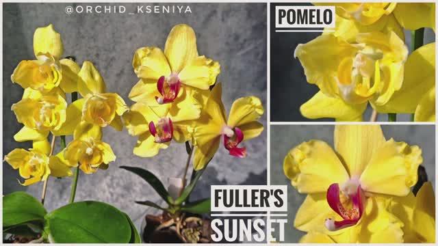 Желтые орхидеи: Fuller's Sunset & Pomelo 💛 Цветение трилипса Помело и бантика Фуллер'с Сансет.Обзор смотреть онлайн