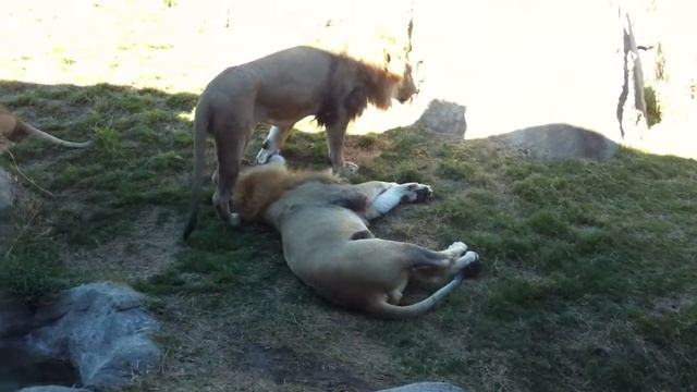 Rude lions...dude is this seat taken? смотреть онлайн