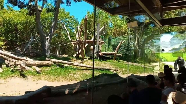 San Diego Zoo Gorillas смотреть онлайн