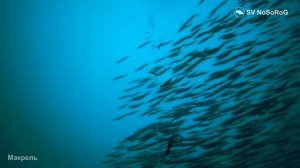 Чем Макрели (род Scomberomorus Lacepède, 1801) отличаются от Скумбрий (род Scomber Linnaeus, 1758)