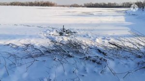 Ловля бобра зимой проходными капканами. Результат на новом месте