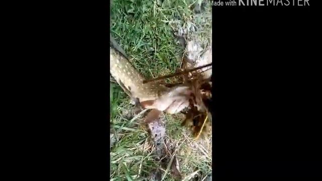 Отсчёт с рыбалки. LJMinow на коряге.щука на съедобный силикон и вертушку смотреть онлайн