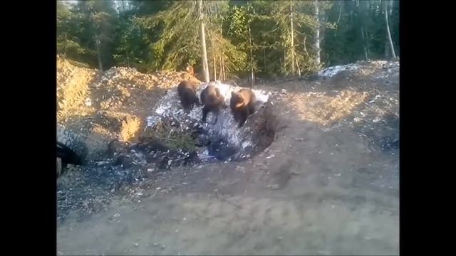 Прикольные мишки смотреть онлайн