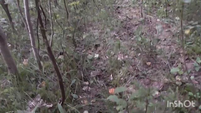 Тихая охота за грибами,\ Ранним утром густой Туман. смотреть онлайн