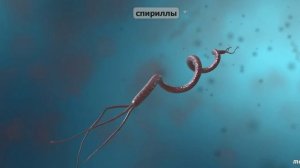 Что такое бактерии