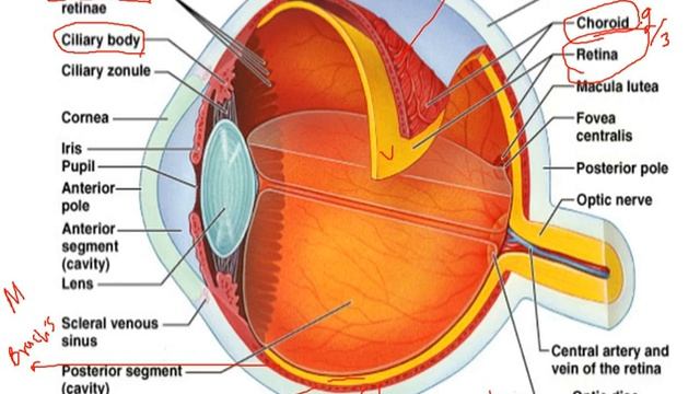 2 1  L5 A  Histology Of Eye  By Dr Hamidi 1