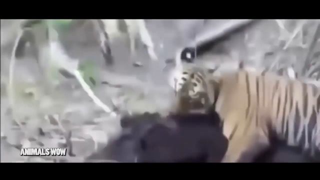 Jaguar Attacks Crocodile 🌟 Craziest Amazing Animal Attacks Fights #36 смотреть онлайн