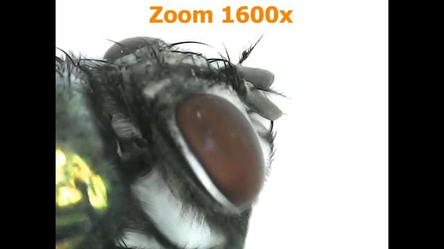 Megazoom fly / Fliege unter Mikroskop 1600 fach смотреть онлайн