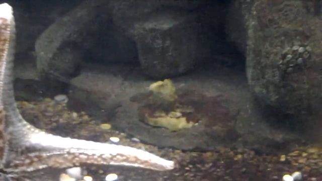 Я рыба???Почему я в аквариуме????Никто не знает??? смотреть онлайн