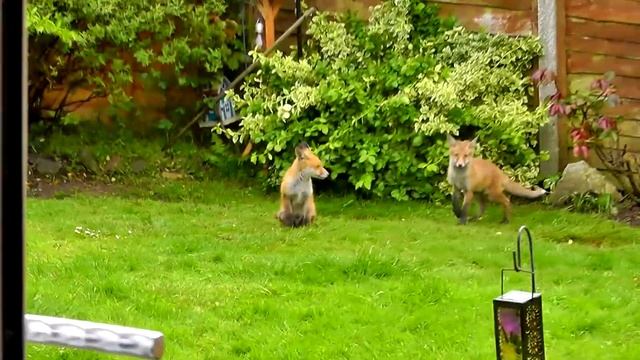 Baby Foxes Being Cute смотреть онлайн