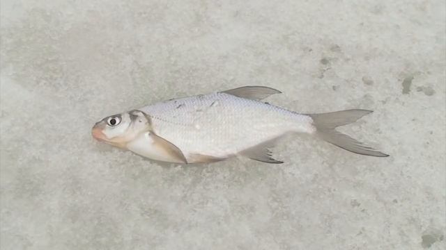 Зимняя поплавчанка смотреть онлайн