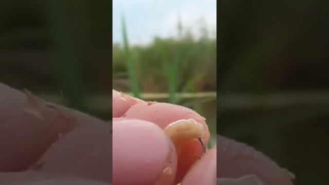КАРАСЬ НА ОПАРЫША. смотреть онлайн