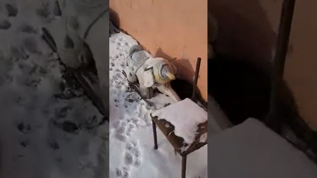 Мышь поймал мой кот смотреть онлайн