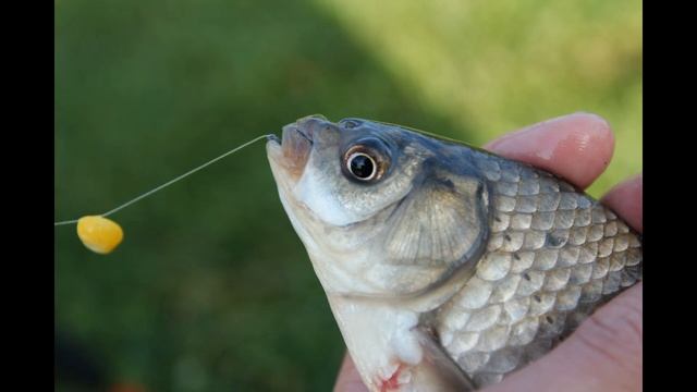 Pontoon21 ProtPoint hooks смотреть онлайн