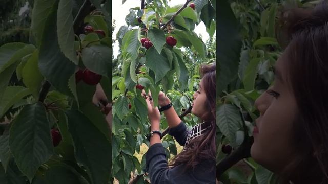 Australia visit 29-11-2015 chery garden смотреть онлайн