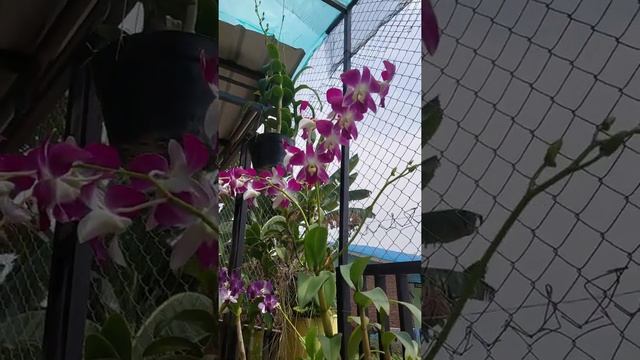 Macam-macam anggrek dendrobium yang mempunyai ukuran bunga yang besar. смотреть онлайн