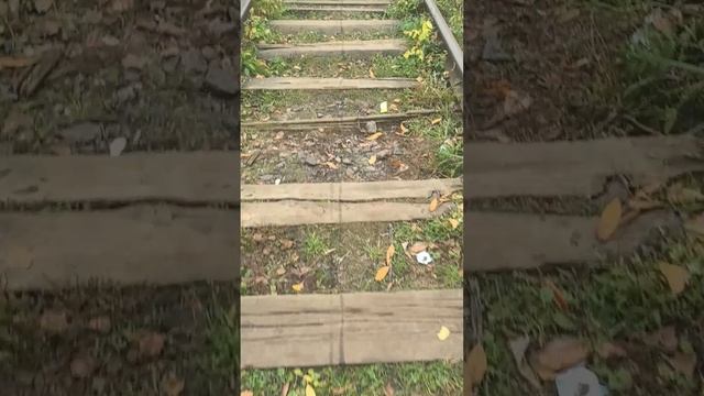 24 октября 2024, рельсы #осень #рельсы #ржд #шпалы #электричка #осень2024 #октябрь #прогулка смотреть онлайн