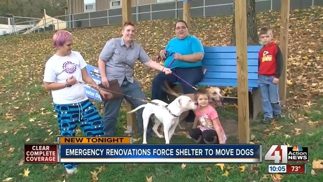 KC Pet Project scrambling to find homes for nearly 100 dogs смотреть онлайн