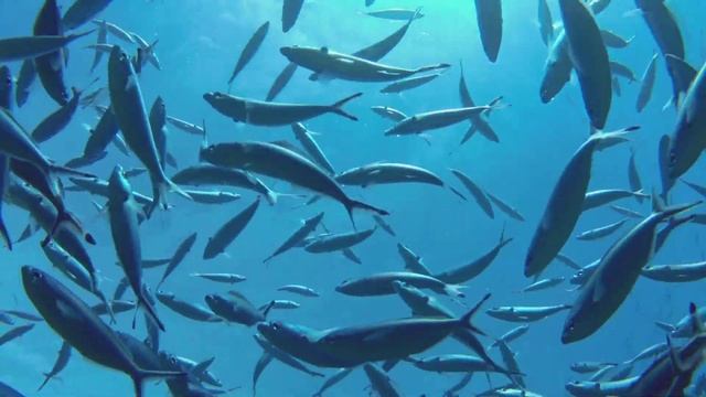 Тонги зикрлар , тонг уйкусидан кейин охиригача эшитинг,Tongi Zikirlar