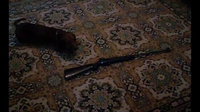 Чарли и ружьё. Апрель 2011 г. смотреть онлайн