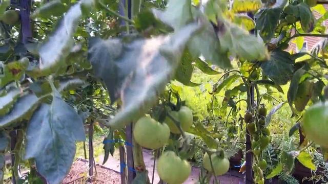 Томат Черри Призрак персико-подобные черри плоды хорошего сочного вкуса