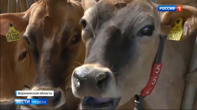 Сельскохозяйственный прорыв: Воронежская область не боится рисковать смотреть онлайн