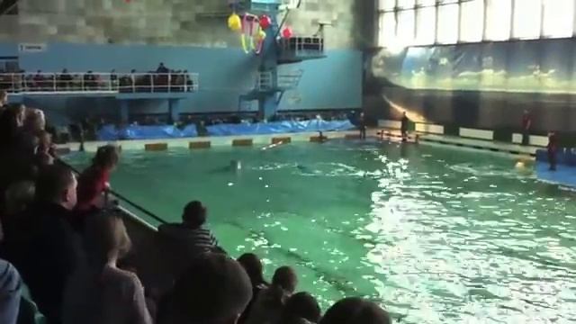 Дельфинарий смотреть онлайн