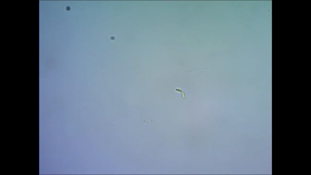 Бактерия Under Microscope