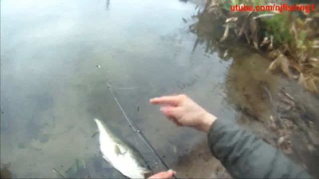 Monster bass fishing in Fort Lauderdale - 1 of 2 (22 inches long or 56 cm) смотреть онлайн