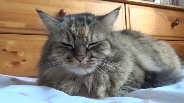 2017年4月16日TRAIN SUITE ウィングの今日の猫動画シリーズ#153 смотреть онлайн