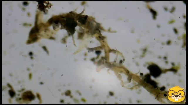 ТИХОХОДКА в микроскоп 